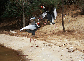 Qinling- Wildlife Park